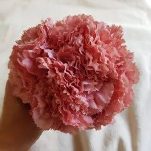 Ramillete claveles color rosa  empolvado