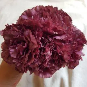 Ramillete claveles color tinto