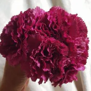 Ramillete claveles buganvilla oscuro