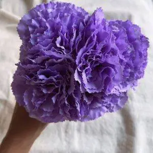 Ramillete claveles lila