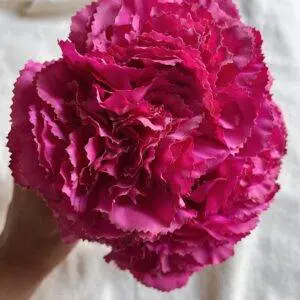 Ramillete claveles rosa fucsia