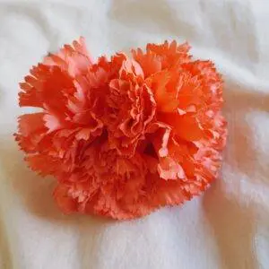 Ramillete claveles coral