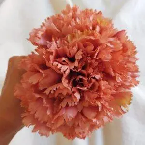 Ramillete claveles tostado