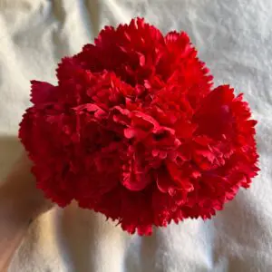 Ramillete claveles rojo oscuro